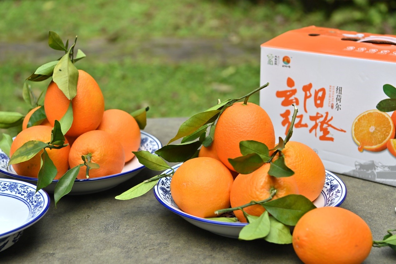 中华红橙|橙子|水果生鲜拍摄|美食静物摄影|STUDIODP_迪芃视觉-站酷ZCOOL